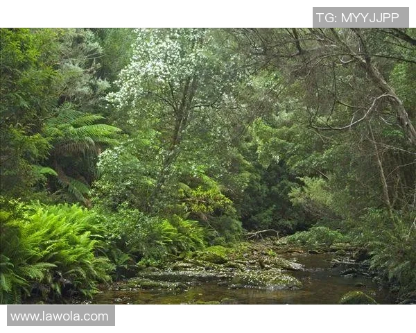 富兰克林的智慧与人生哲学:从科学发现到社会贡献的全景探索